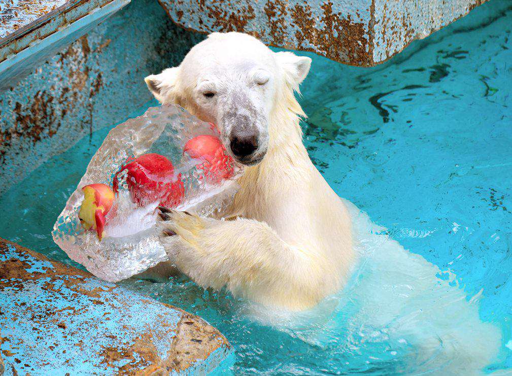 خرس قطبی دو ساله باغ وحش اوزاکا ژاپن